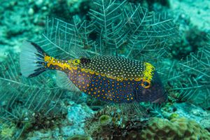 Black Boxfish