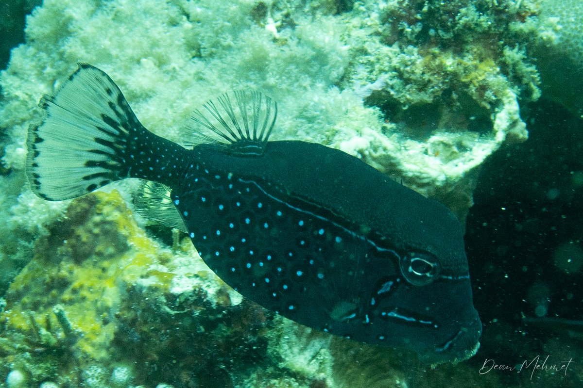 Striped Boxfish