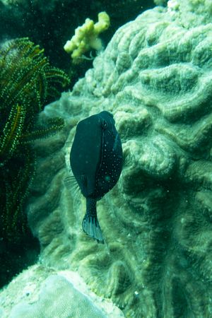 Striped Boxfish