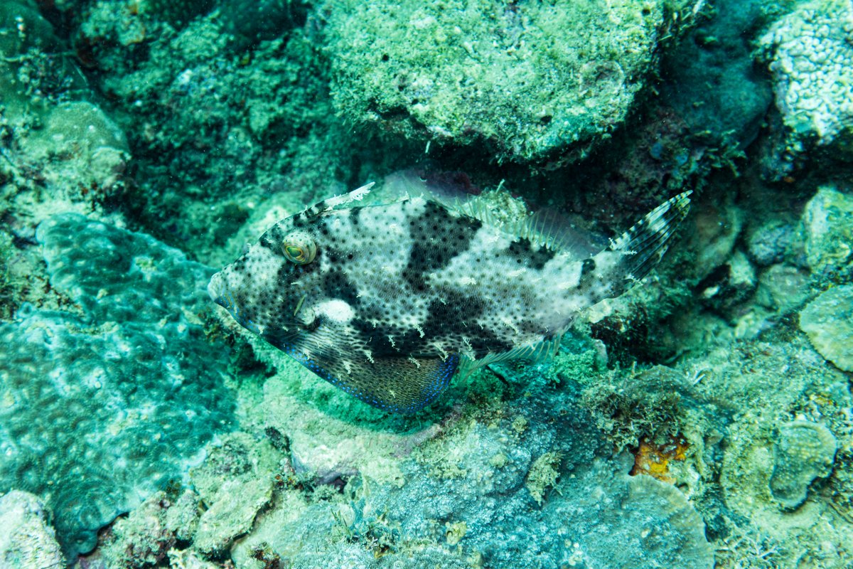 Strapweed Filefish hero image