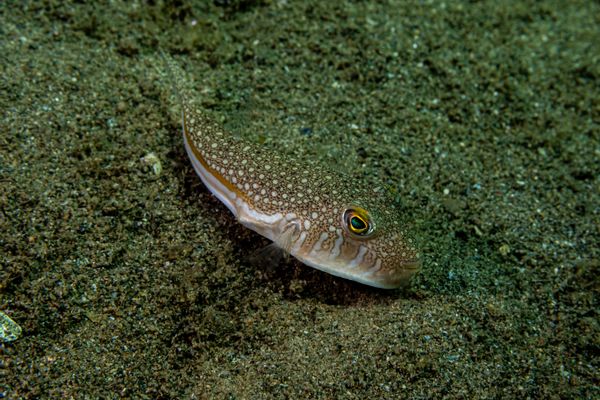 Flavimaculosus Puffer