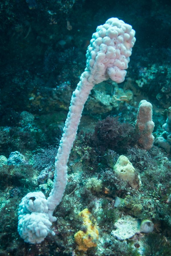 Giant Sea Tulip