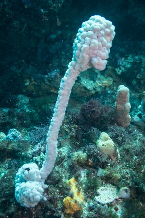 Giant Sea Tulip
