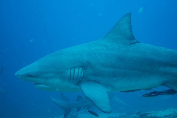 Bull Shark - Beqa - 8 June 2025 - Dive 0