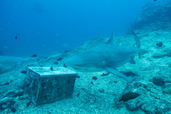 Bull Shark - Beqa - 8 June 2025 - Dive 0