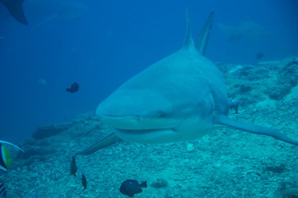Bull Shark - Beqa - 8 June 2025 - Dive 0
