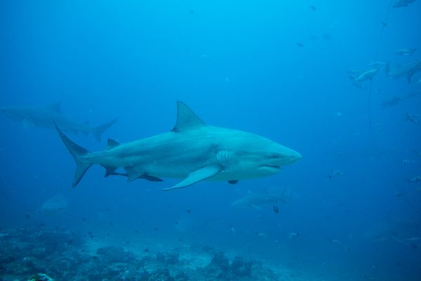 Bull Shark - Beqa - 8 June 2025 - Dive 0