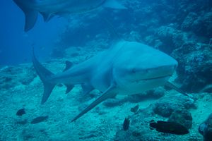 Bull Shark from Fiji - 2024
