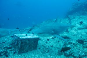 Bull Shark
