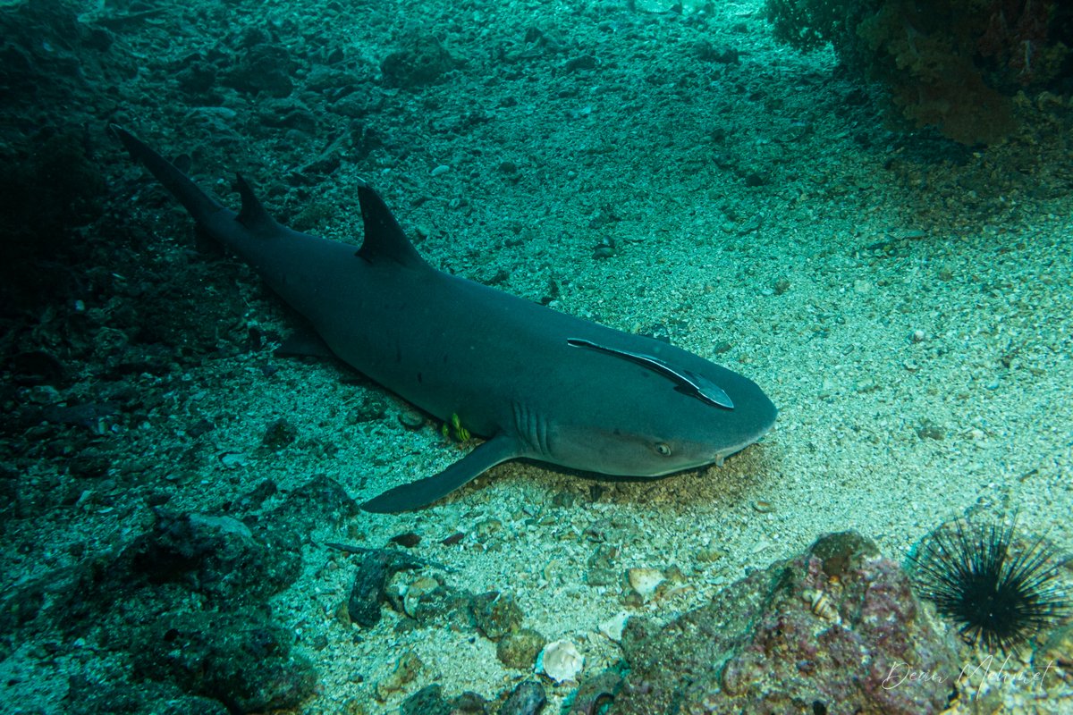 Whitetip Reef Shark hero image