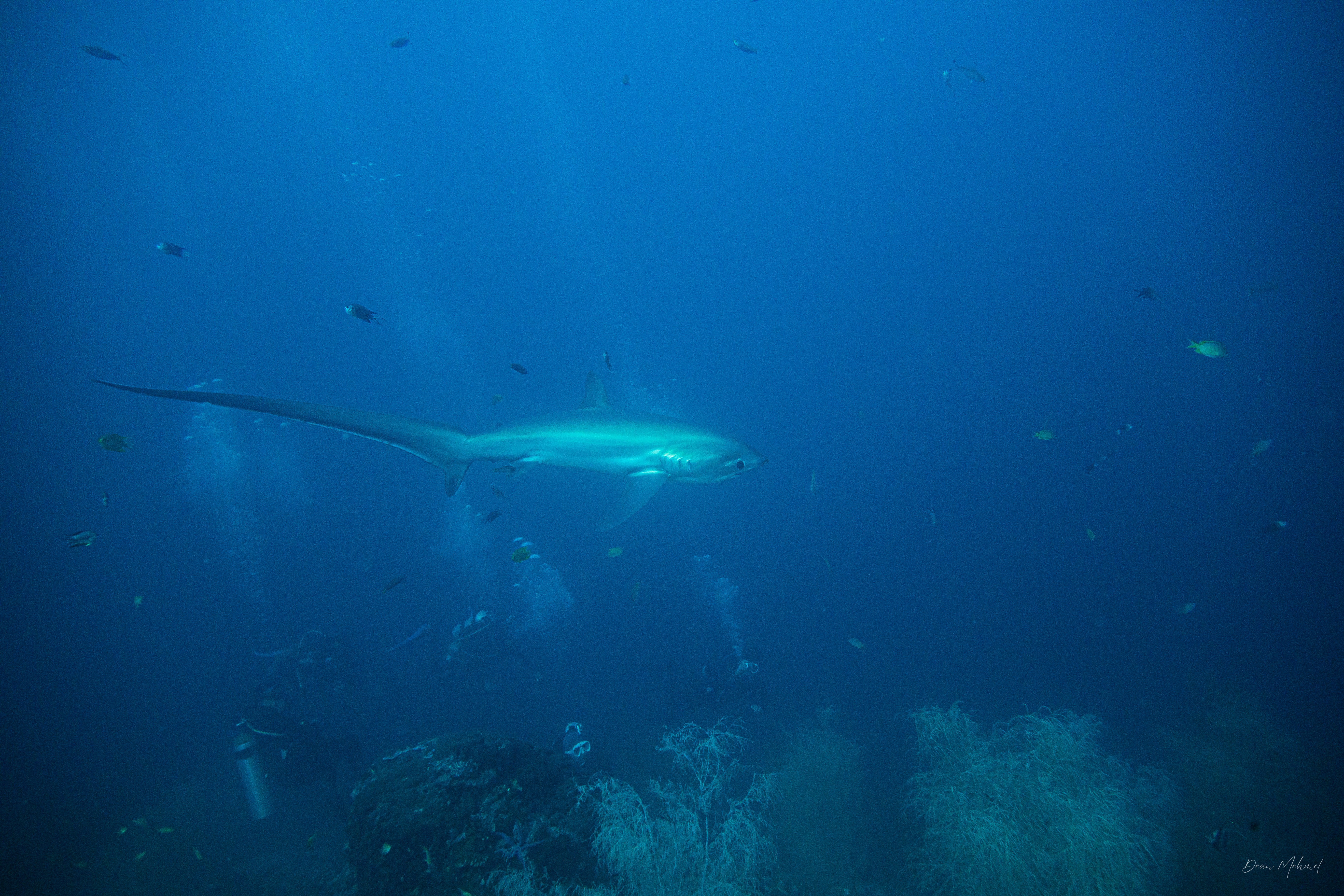 Pelagic Thresher Shark
