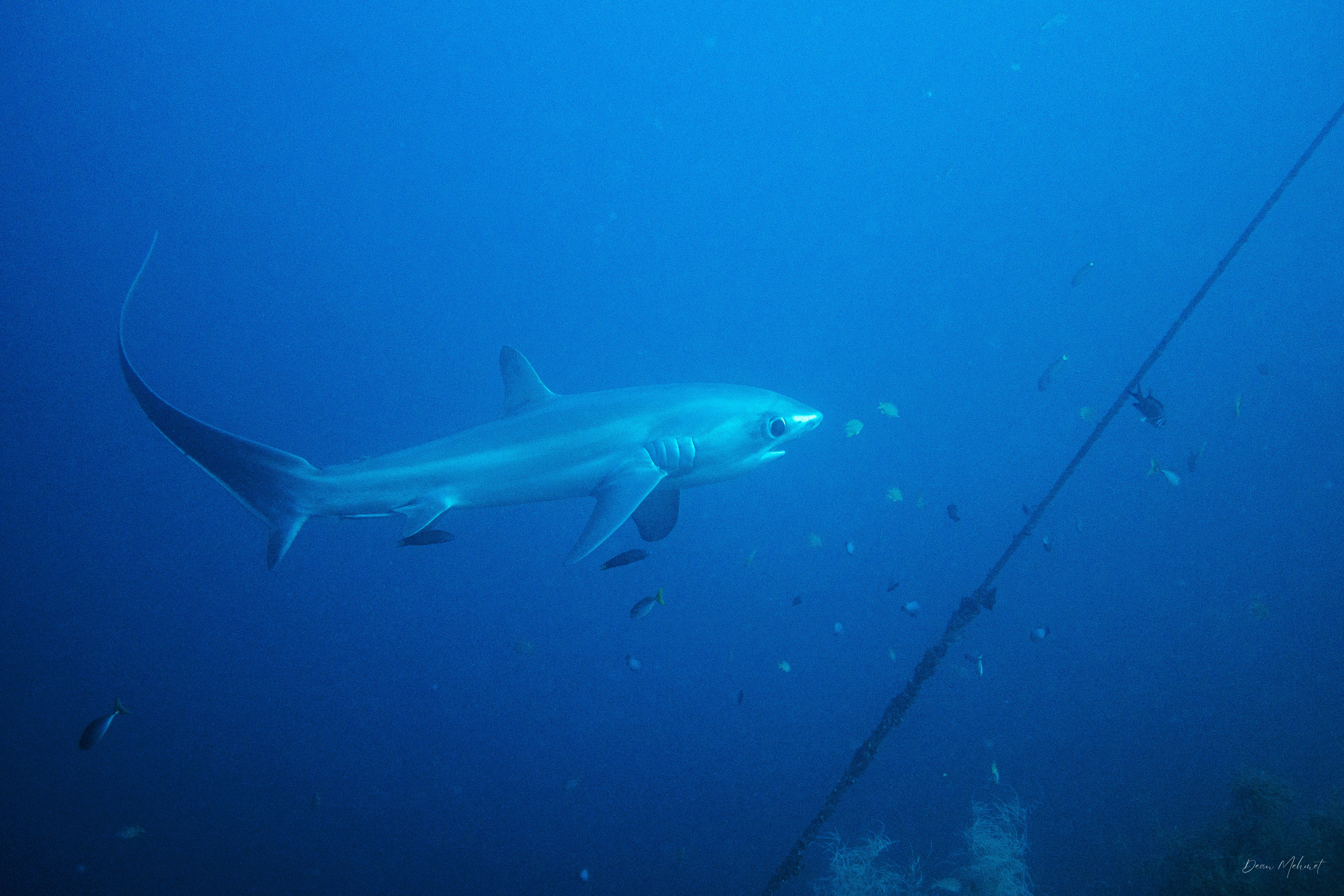 Pelagic Thresher Shark