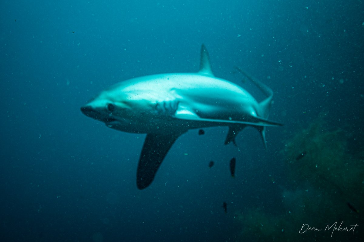 Pelagic Thresher Shark hero image