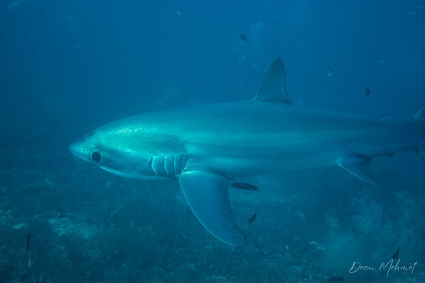 Pelagic Thresher Shark - Malapascua, PH - 4 August 2026 - Dive 1 - Kimud Shoal