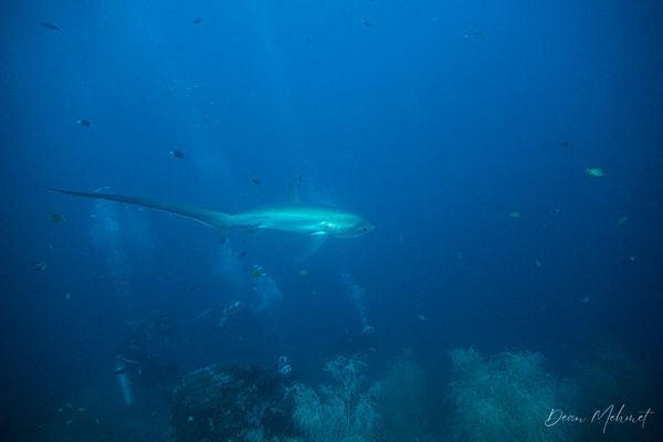 Pelagic Thresher Shark - Malapascua, PH - 4 August 2026 - Dive 1 - Kimud Shoal