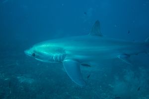 Pelagic Thresher Shark
