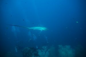 Pelagic Thresher Shark