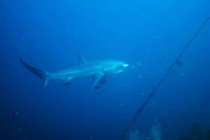 Pelagic Thresher Shark
