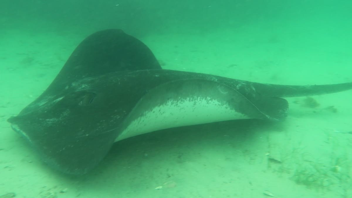 Smooth Stingray