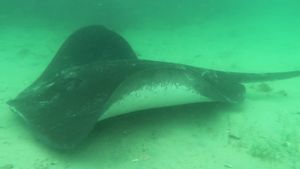 Smooth Stingray