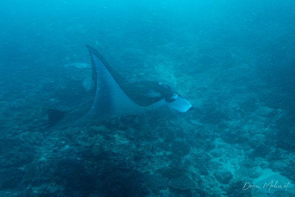 Reef Manta Ray - Amed, Bali - 4 July 2026 - Dive 1 - Manta Point
