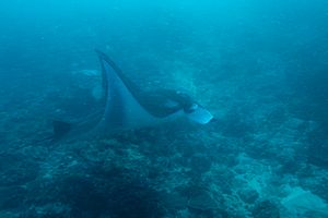 Reef Manta Ray from Amed, Bali