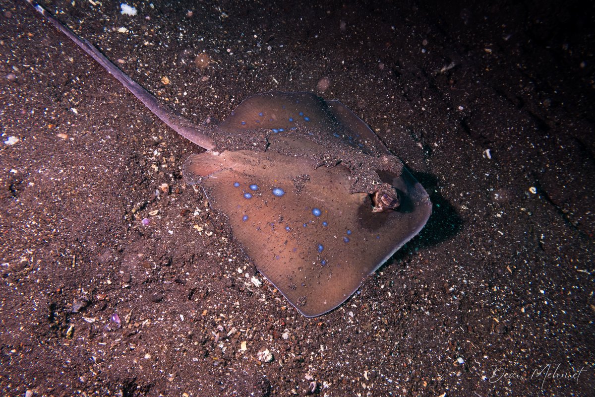 Oriental Bluespotted Maskray hero image