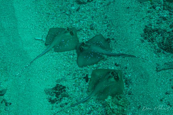 Oriental Bluespotted Maskray - Amed, Bali - 4 July 2026 - Dive 1 - Manta Point
