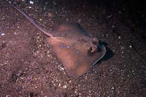 Oriental Bluespotted Maskray