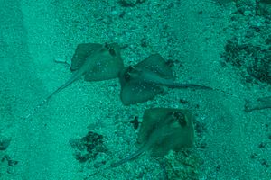 Oriental Bluespotted Maskray from Amed, Bali