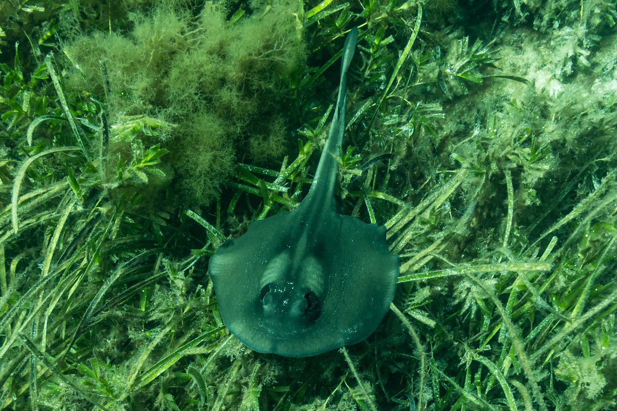Striped Stingaree