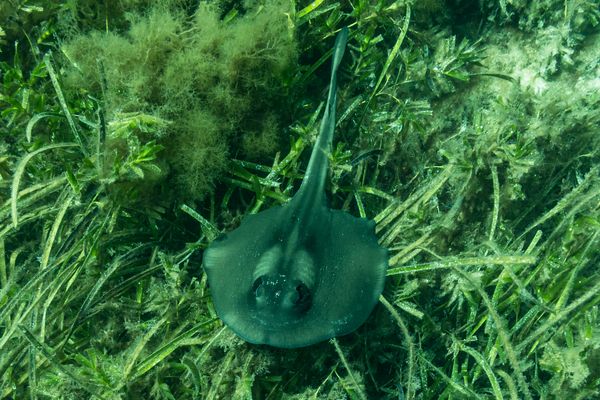 Striped Stingaree