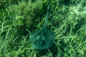Striped Stingaree representative species