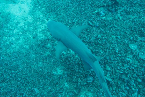 Tawny Nurse Shark - Beqa - 8 June 2025 - Dive 0