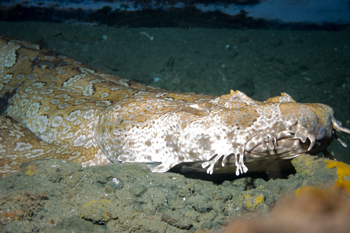 Gulf Wobbegong hero image