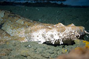 Gulf Wobbegong