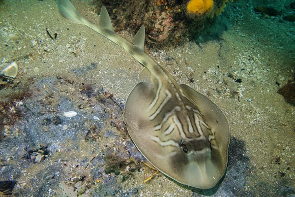 Southern Fiddler Ray