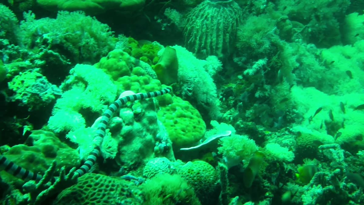 Yellow-lipped Sea Krait