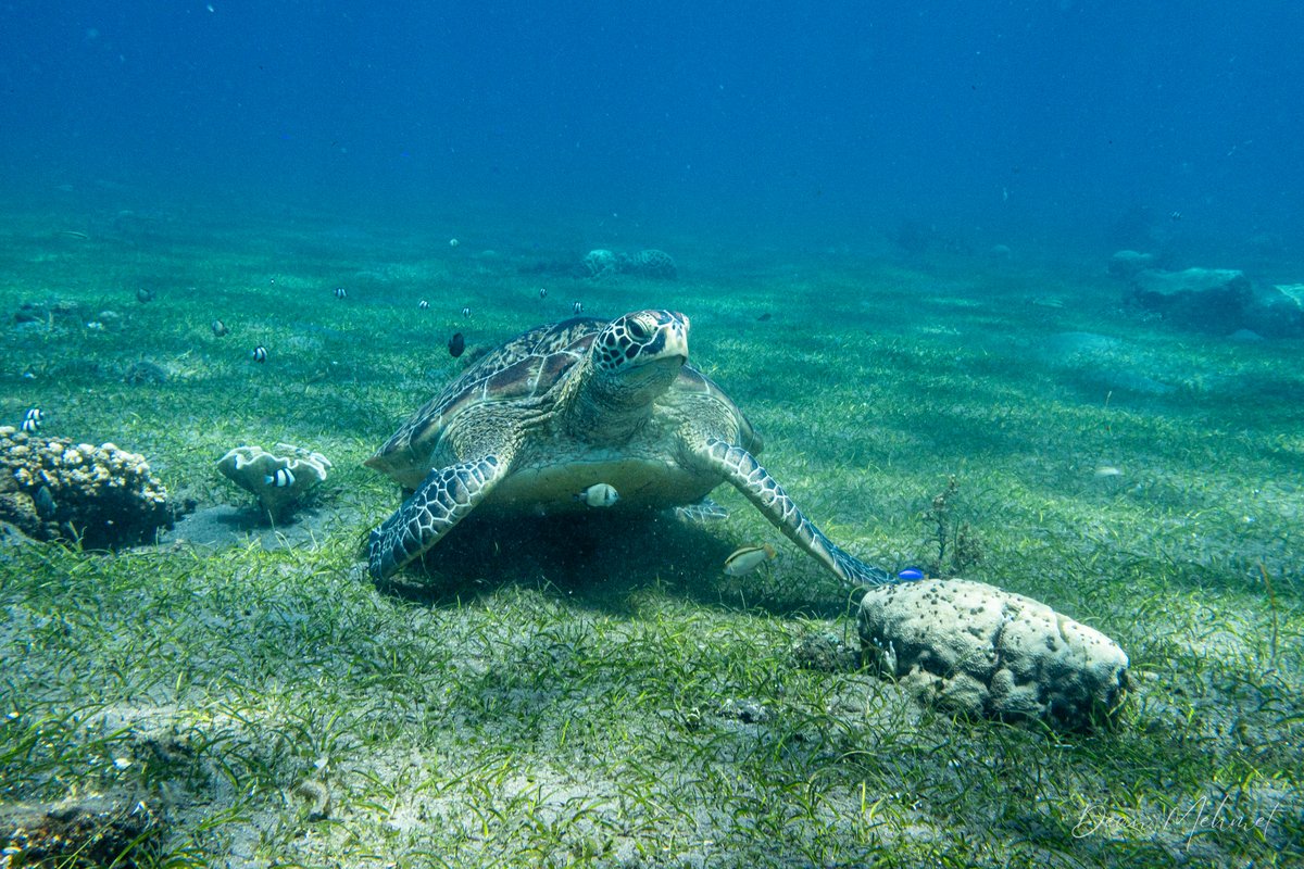 Green Sea Turtle hero image