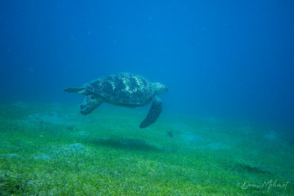 Green Sea Turtle - Photo 4