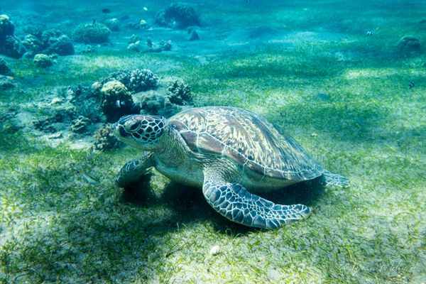 Green Sea Turtle - Photo 5