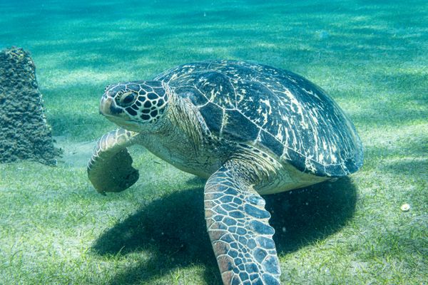 Green Sea Turtle - Photo 6