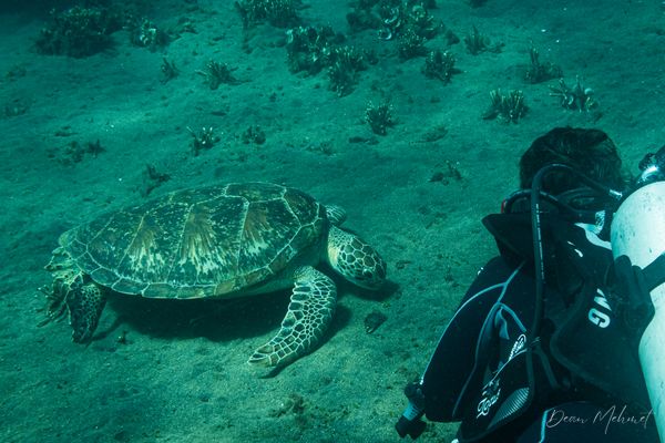 Green Sea Turtle