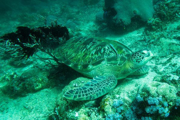 Green Sea Turtle - Photo 8