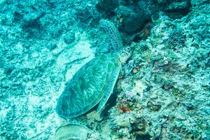 Green Sea Turtle from Gili Islands - June 2023