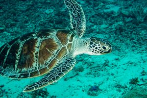 Green Sea Turtle