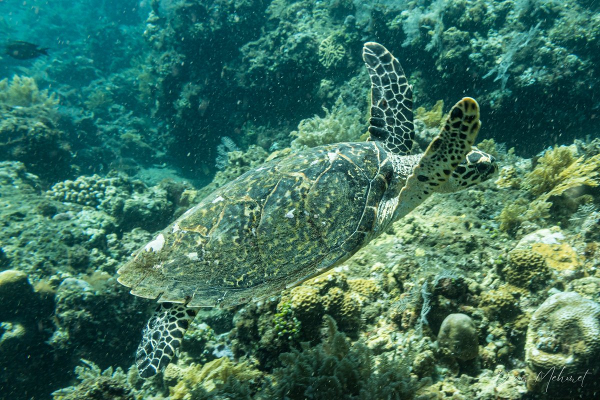 Hawksbill Sea Turtle hero image