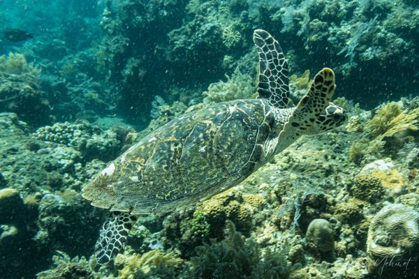 Hawksbill Sea Turtle