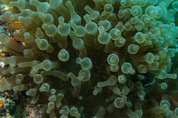 Bubble-tip Anemone
