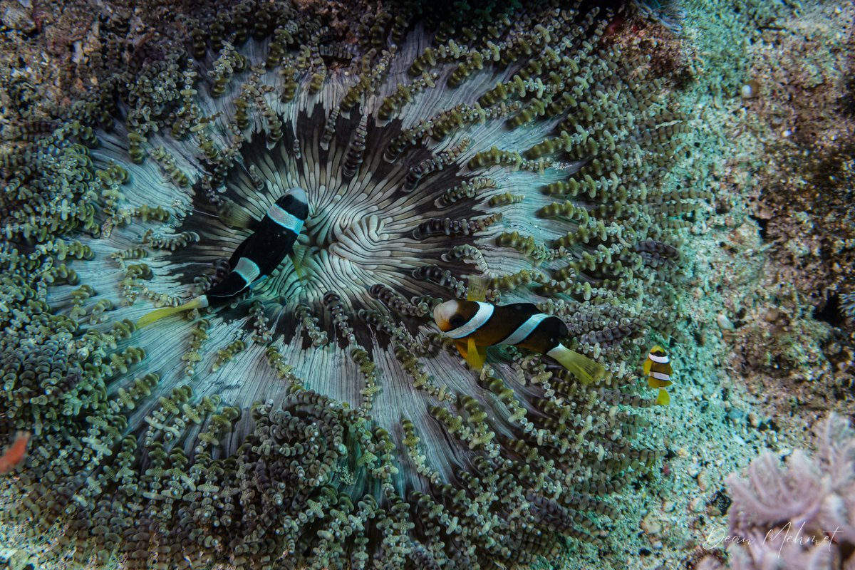 Beaded sea anemone hero image